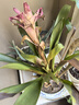 花翁鴻運當頭盆栽植物鳳梨室內帶花綠植源頭直發(fā) 50-60cm（加侖盆） 曬單實拍圖