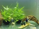 森悠（SARYOR）水草魚(yú)缸專(zhuān)用南美青竹造景水培植物和魚(yú)共養凈化水質(zhì)制氧陰性綠植 南美青竹坨草1個(gè)【自帶營(yíng)養坨 入缸成景】 曬單實(shí)拍圖