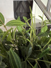 雅韻閣花鏡鉆石翡翠吊蘭室內(nèi)植物名貴家中電視柜旁邊綠植好養(yǎng)活四季常青 鉆石翡翠【豎紋圓瓷花器】 帶盆栽好 曬單實(shí)拍圖