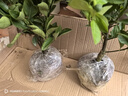 金桔樹(shù)樹(shù)苗盆栽年橘可食用帶果脆皮四季橘子客廳室內外花卉綠植物 【精選好苗】四季金桔樹(shù)【原土球 2盆 】 曬單實(shí)拍圖