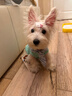 華元寵具（hoopet）狗狗衣服秋冬保暖小型犬冬季貓咪西高地比熊雪納瑞寵物防掉毛衣服 藍條紋領(lǐng)結綠色背心 S-胸圍37CM（建議4-7斤） 曬單實(shí)拍圖