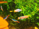 魚(yú)官兒漂亮寶貝燈鳉魚(yú)魔鬼刀黑羽毛玻璃貓鉆石彩虹鯽魚(yú)原生缸觀(guān)賞小魚(yú) 漂亮寶貝5條（2.5-3cm） 曬單實(shí)拍圖