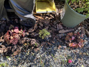 礬根花苗室外植物盆栽大苗耐寒庭院觀葉組合草花小苗地栽綠植花卉 9色套餐 不含盆 曬單實(shí)拍圖