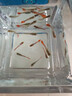 孔雀魚(yú)天使魚(yú) 純種觀(guān)賞魚(yú)淡水好養熱帶小型觀(guān)賞魚(yú) 孔雀魚(yú)12條送備損3條【發(fā)15條】 曬單實(shí)拍圖