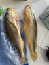 GUO LIAN國聯(lián) 三去黃花魚2條 共凈重2斤國產(chǎn)寧德東海大黃魚 海鮮水產(chǎn)生鮮 曬單實(shí)拍圖