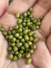 果麥森十斤綠豆紅豆東北農家綠豆新貨大粒新鮮原材料糕芽東北散裝批發(fā) 凈重：2斤綠豆 曬單實(shí)拍圖