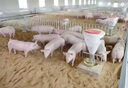 新希望六和豬禽反芻預混料霉克生物脫霉劑全面脫獸藥保健降解霉菌 霉克1公斤 曬單實(shí)拍圖