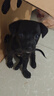 旺園興中華田園犬家養(yǎng)幼犬土狗混血狗黃狗黑小狗活體種狗崽混血 田園級(jí) 小黑狗（80%黑） 母-品相隨機(jī)不支持挑選 曬單實(shí)拍圖