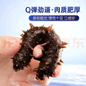 宮壹大連即食海參1斤15-25只 固形物超75%底播刺參鮮活海參加工免泡發(fā) 曬單實(shí)拍圖