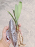 特價(jià)大盆君子蘭盆栽名貴國(guó)寶級(jí)花卉苗綠植物圓頭和尚室內(nèi)四季好養(yǎng) 01：【特惠款】5-8片葉子+帶土 送肥料【不含盆】 曬單實(shí)拍圖
