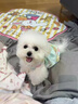 寵邁鑫純種比熊幼犬小型小體活物卷毛血統(tǒng)比熊犬茶杯寵物狗狗長不大可愛 血統(tǒng)級 比熊 公 曬單實拍圖