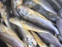 5斤小黃花魚(yú)新鮮冷凍小黃魚(yú)海鮮水產(chǎn)魚(yú)類(lèi)生鮮黃花魚(yú) 5斤（一斤9-12條） 曬單實(shí)拍圖