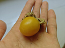 京地達(dá)東北菇娘果 燈籠果黃姑娘果甜菇?jīng)?凈含量5斤單果6g+源頭直發(fā)包郵 曬單實(shí)拍圖