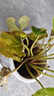 仙客來(lái)盆栽帶花大花重瓣花卉植物室內花好養活四季開(kāi)花陽(yáng)臺仙鶴來(lái) 粉色【大花】花期帶花 13cm盆簡(jiǎn) 曬單實(shí)拍圖