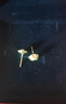 中國黃金（CHINA GOLD）18K金玫瑰花耳釘女款花朵直針款耳飾品情人節(jié)生日禮物送女友愛人 18K玫瑰花耳釘 曬單實(shí)拍圖