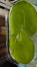 水培一葉蓮浮萍迷你水草凈化水質(zhì)魚(yú)缸造景睡蓮花水生水養花卉植物 一葉蓮 【3片裝】尺寸8-11厘米 曬單實(shí)拍圖