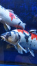 統(tǒng)一 魚糧錦鯉色揚(yáng)成魚1kg飼料金魚羅漢魚魚食熱帶魚糧不渾水魚糧 曬單實(shí)拍圖