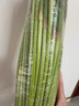 2025現貨脆嫩細蒜苔農家新鮮短蒜苔紅帽蒜薹嫩蒜苔新鮮當應季蔬菜 5斤 曬單實(shí)拍圖