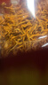 羊肚菌干貨蟲草花湯包禮盒新鮮牛肚茵野生的功效與作用兒童 【大罐】【2罐】羊肚菌+蟲草花 曬單實拍圖