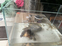 YEE超白魚缸桌面客廳生態(tài)斗金魚烏龜缸造景小型水草養(yǎng)魚玻璃裸缸40cm 曬單實拍圖