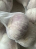 大夏臻品正宗山東金鄉紫白皮大蒜頭新鮮干蒜批發(fā)精選特大農家自種 產(chǎn)地直采(精品特大果5cm-6cm)凈重1斤 曬單實(shí)拍圖