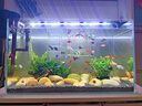 晶普達(dá)全光譜魚(yú)缸燈LED防水水族燈智能補(bǔ)光燈魚(yú)燈支架調(diào)節(jié) 藍(lán)白光 PIUS款18W-D56【適合56-70cm魚(yú)缸】 曬單實(shí)拍圖