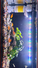 迪普爾魚(yú)缸過(guò)濾器循環(huán)水泵小型氧氣泵過(guò)濾水泵小型內置增氧吸魚(yú)屎* 20W/1節長(cháng)濾桶【適用60cm以?xún)雀住?曬單實(shí)拍圖