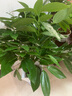 行湘平安樹盆栽大型綠植新房植物 平安樹1-1.2米+菱形樹脂盆 源頭直發(fā) 曬單實(shí)拍圖
