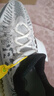 阿迪達(dá)斯YEEZY350條紋斑馬椰子夏日透氣男女休閑鞋IG9608 42.5 曬單實(shí)拍圖