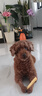 奧?。∣DIN）狗糧 大中小型成犬專用泰迪金毛哈士奇德牧通用型 成犬犬糧15kg 曬單實(shí)拍圖
