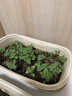 小花農兒童蔬菜花果種植小盆栽種子幼兒園植物生長(cháng)觀(guān)察實(shí)驗套裝玩具 廚房香草【蔥】新款 曬單實(shí)拍圖