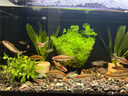 當(dāng)貝智能生態(tài)魚缸1Ultra 一體缸自循環(huán)桌面魚缸+梅花玉底砂套餐  曬單實(shí)拍圖