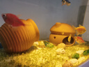 瘋狂水草陶罐海螺貝殼白沙魚缸造景擺件裝飾全套適合米家魚缸造景套餐一體 曬單實拍圖