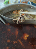 鴻順八爪魚(yú)1斤裝 去牙鮮活速凍小章魚(yú) 火鍋食材 生鮮凍品 曬單實(shí)拍圖
