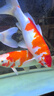 魚(yú)之眼魚(yú)缸納米鋁合金氣泡條氧氣條靜音增氧泵霧化氣泡石長(cháng)條氣條石雙排 【雙排】70cm鋁合金條 曬單實(shí)拍圖