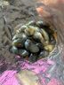 醉泥螺160g小泥螺 黃泥螺菜寧波老底子味道上海舟山特產(chǎn) 醉小泥螺160g*3 曬單實拍圖