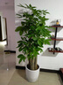 芙洛拉花園【兩小時達(dá)】發(fā)財樹大型綠植物盆栽室內(nèi)好養(yǎng)落地客廳開業(yè)喬遷送禮 步步高發(fā)財樹 曬單實拍圖