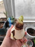 花語(yǔ)笙默香水百合花種球盆栽地栽重瓣花卉好養四季播種球根好養活花園庭院 混色百合種球 5個(gè)種球+肥料 曬單實(shí)拍圖