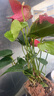 花行榜水培盆栽一帆風順花卉植物綠植鴻運當頭 紅掌（原盆）源頭直發(fā) 曬單實拍圖
