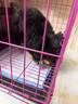 貴為（GiGwi）狗玩具磨牙棒狗狗磨牙玩具幼犬小型犬木塑鹿角小號寵物用品玩具 曬單實拍圖