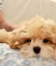 純種韓系馬爾泰幼犬小體香檳泰迪熊犬  短嘴顏值高  高品質(zhì)寵物狗 寵物級(jí) 精品 公 曬單實(shí)拍圖