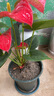 紅掌水培盆栽室內(nèi)易養(yǎng)水生花卉白掌綠植一帆風(fēng)順客廳觀花植物粉掌 紅掌1顆（不含其他） 整體高度（28-35cm） 曬單實拍圖