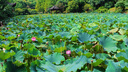 TELESIN(泰迅)適配大疆a(chǎn)ction5 pro鋼化膜action5pro機(jī)身貼膜保護(hù)膜 適配兔籠版 曬單實(shí)拍圖