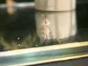 噴火燈小型魚(yú)熱帶魚(yú)淡水燈魚(yú)燈科魚(yú)草缸魚(yú)群游寵物活體包郵包活 1.2cm噴火燈5條送1條備損 曬單實(shí)拍圖