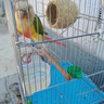 茨格曼鸚鵡飼料 虎皮玄風(fēng)鳥食谷子【1200ml】畫眉鴿子牡丹文鳥飼料 曬單實拍圖