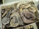 賣魚郎先生青島鹽凍大蝦凈重3.6斤 10-15只/斤 白蝦大蝦基圍蝦生鮮 蝦類 曬單實拍圖