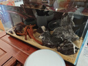 沃韋朗（VOONLINE）魚(yú)缸底砂 沙子雨林免洗南美細(xì)天然裝飾石水草造景拉普拉砂 2.5kg 曬單實(shí)拍圖