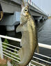 青尾鲴專(zhuān)用餌料濃腥香料野釣湖庫鲴魚(yú)鯽魚(yú)食單開(kāi)拉餌釣魚(yú)窩料小藥 單袋裝 曬單實(shí)拍圖
