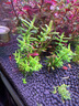 瘋狂水草亞馬遜水草泥和種子 魚(yú)缸水草泥造景套餐水草缸底砂底沙 水藻泥2L 曬單實(shí)拍圖