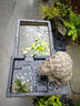 荷府家居 家居陽臺(tái)庭院魚缸循環(huán)水流水?dāng)[件 風(fēng)水招財(cái)吸水獸落地水循環(huán)魚池水景 大吸水獸流水-配短缸 曬單實(shí)拍圖